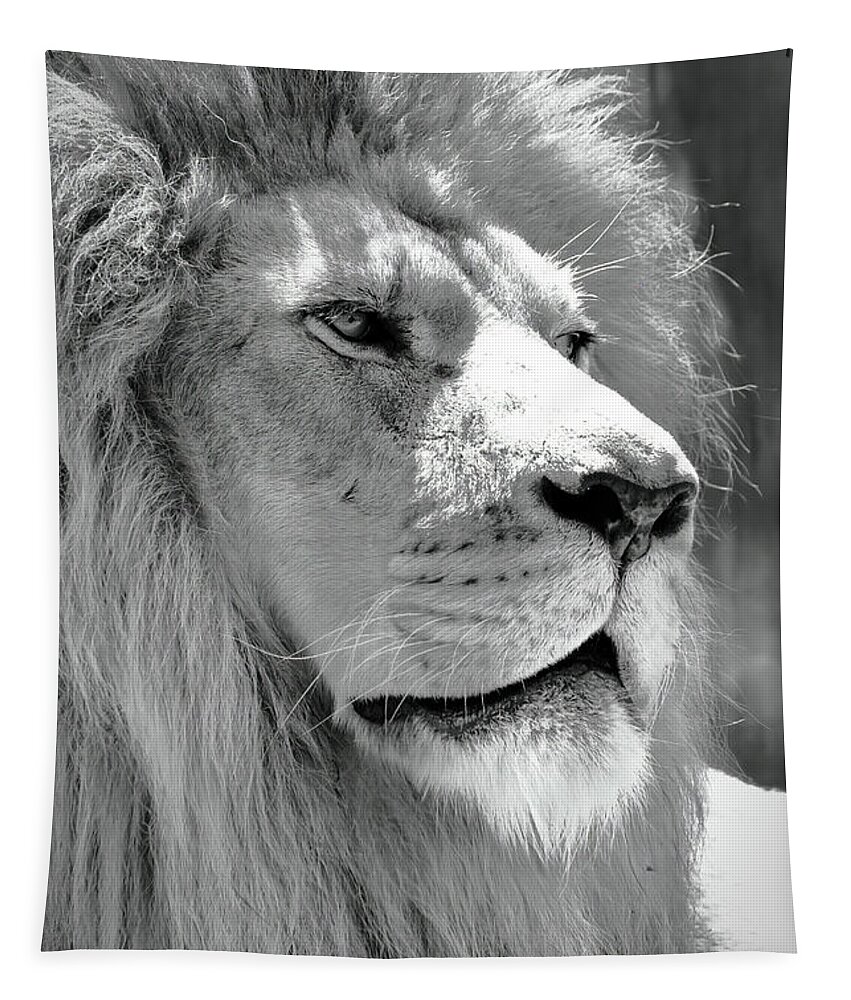 Lion Tapestry featuring the photograph Is This My Good Side by Lens Art Photography By Larry Trager