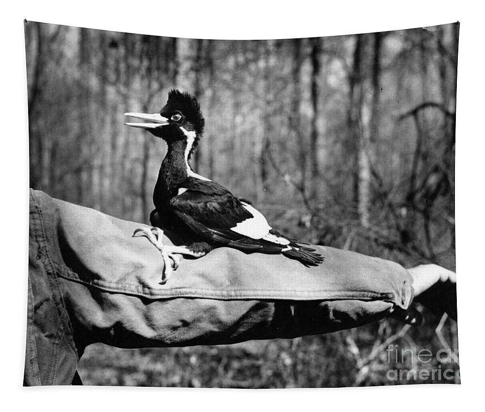 8v3737 Tapestry featuring the photograph Ivory-Billed Woodpecker Nestling #1 by James T Tanner