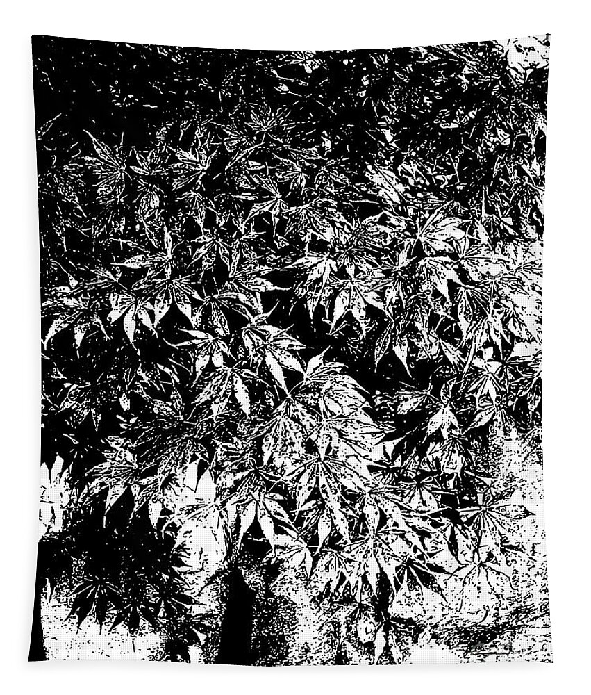 Still Life Tapestry featuring the drawing Japanese Maple in Pot Black and White #1 by Sharon Williams Eng