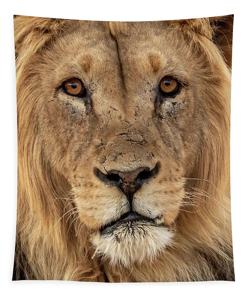 Lion Tapestry featuring the photograph Kgalagadi Lion #1 by MaryJane Sesto