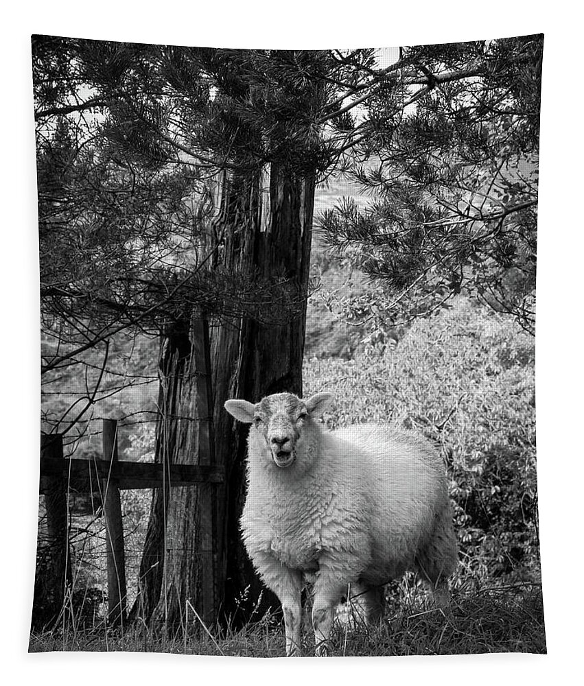 Animals Tapestry featuring the photograph Lake District sheep posing for the camera #1 by Seeables Visual Arts