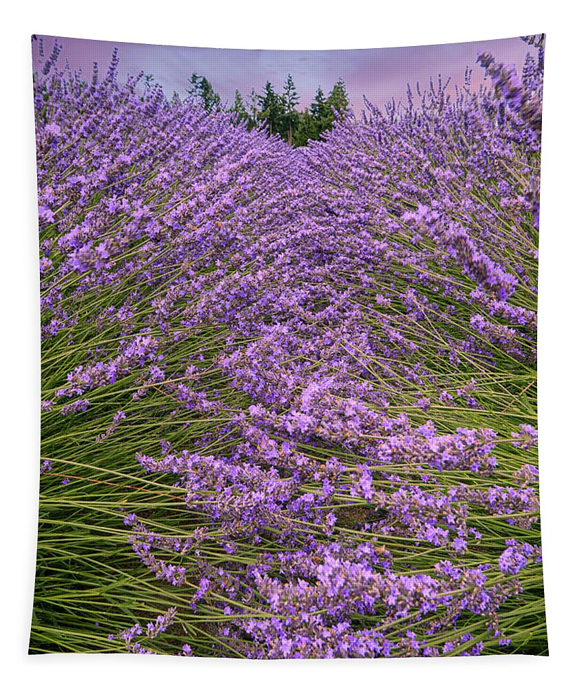 Lavender Tapestry featuring the photograph Lavender Field #1 by Minnie Gallman