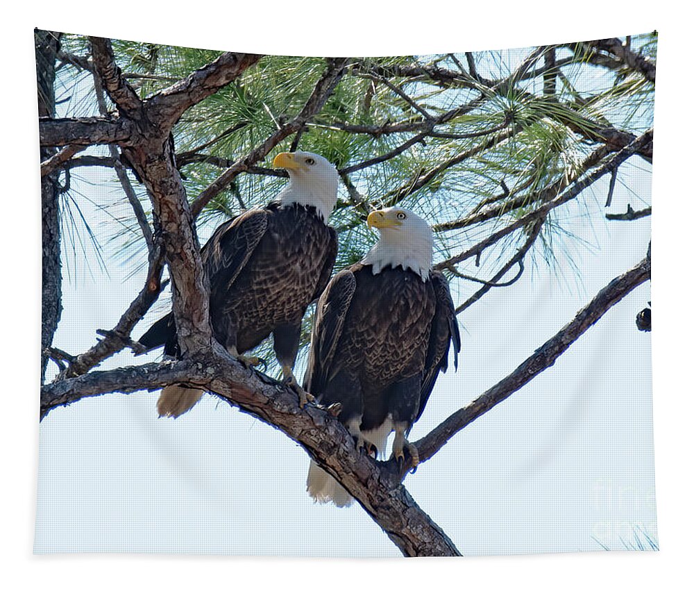Bald Eagles Tapestry featuring the photograph M15 and Harriet #2 by Liz Grindstaff