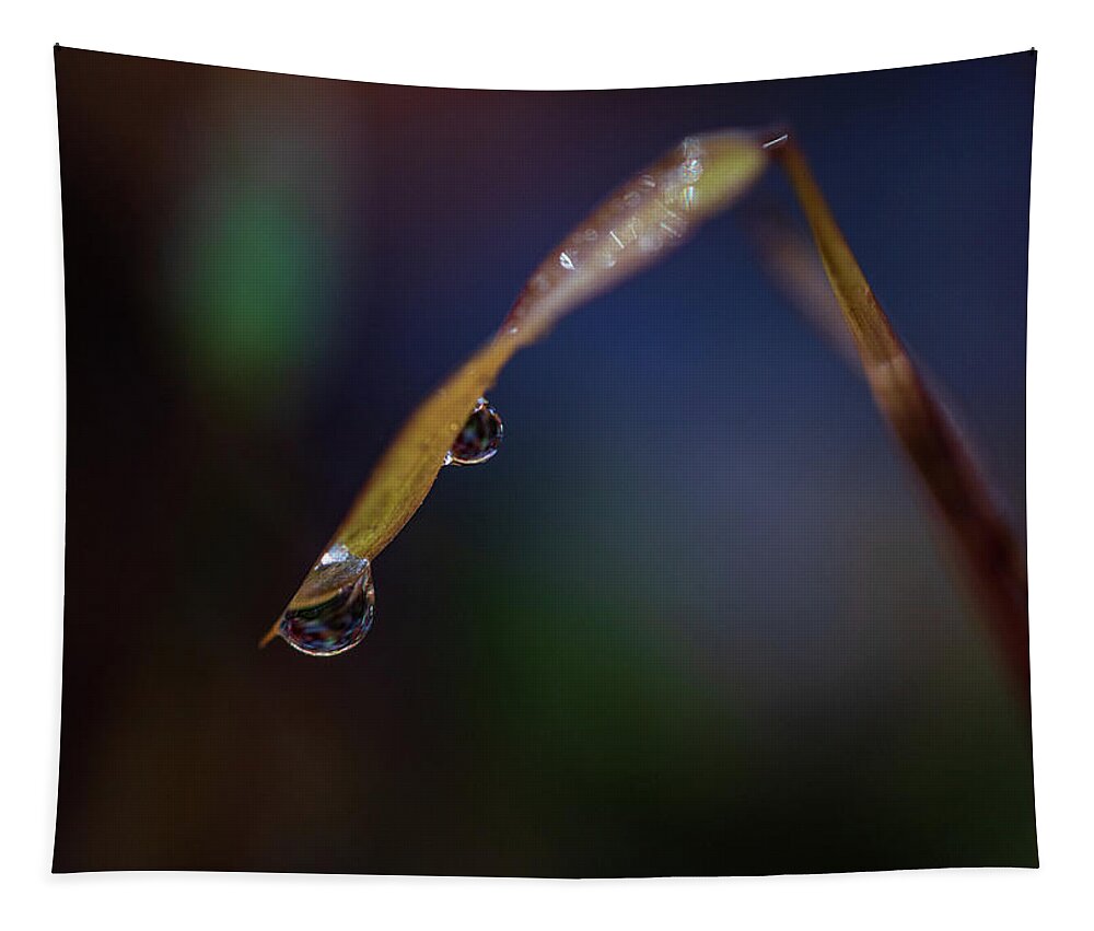 Fall Tapestry featuring the photograph Macro Photography - Water Drops on Grass by Amelia Pearn