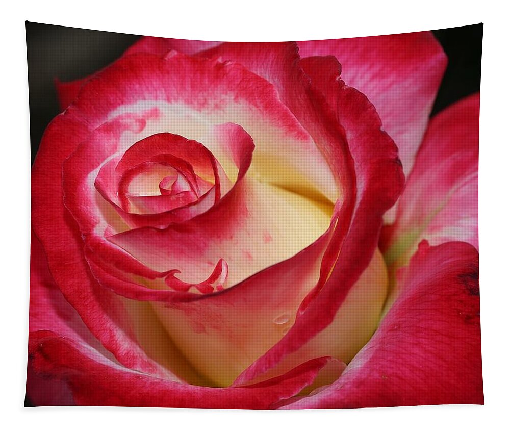 Rose Tapestry featuring the photograph Multi-colored Rose by Mingming Jiang