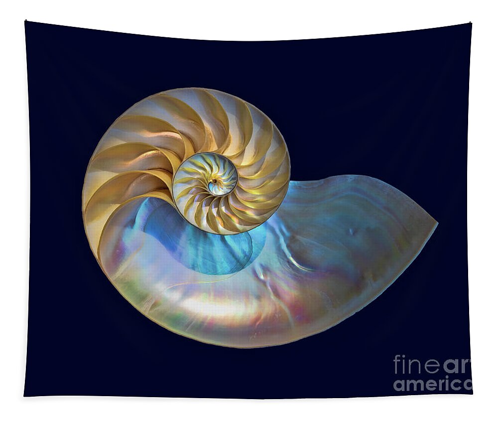 Nautilus Tapestry featuring the photograph Nautilus Shell #1 by Mimi Ditchie