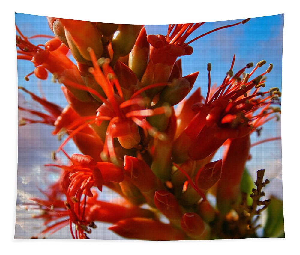 Ocotillo Bloom Tapestry featuring the photograph Ocotillo Bloom by Gene Taylor