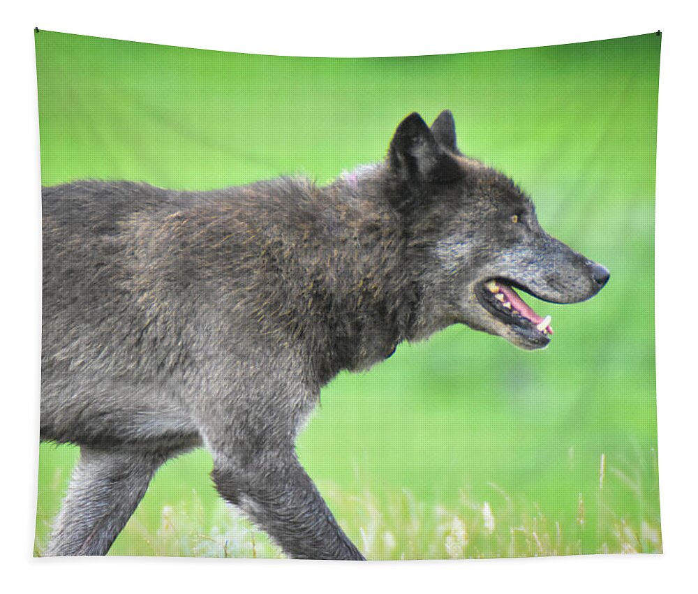 Wolf Tapestry featuring the photograph On the Hunt #1 by Ed Stokes