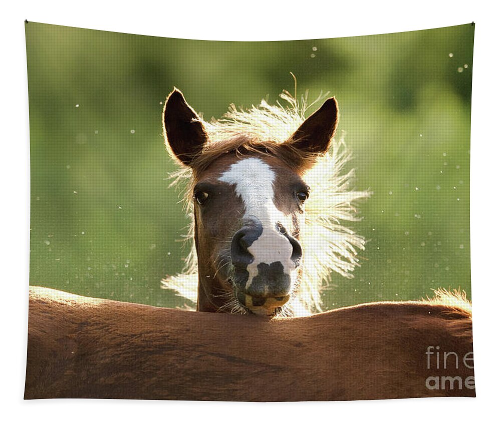 Salt River Wild Horses Tapestry featuring the photograph Peek-A-Boo #1 by Shannon Hastings