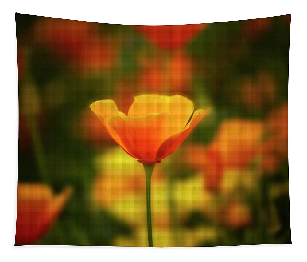 Poppies Tapestry featuring the photograph Poppy #1 by Cheryl Day