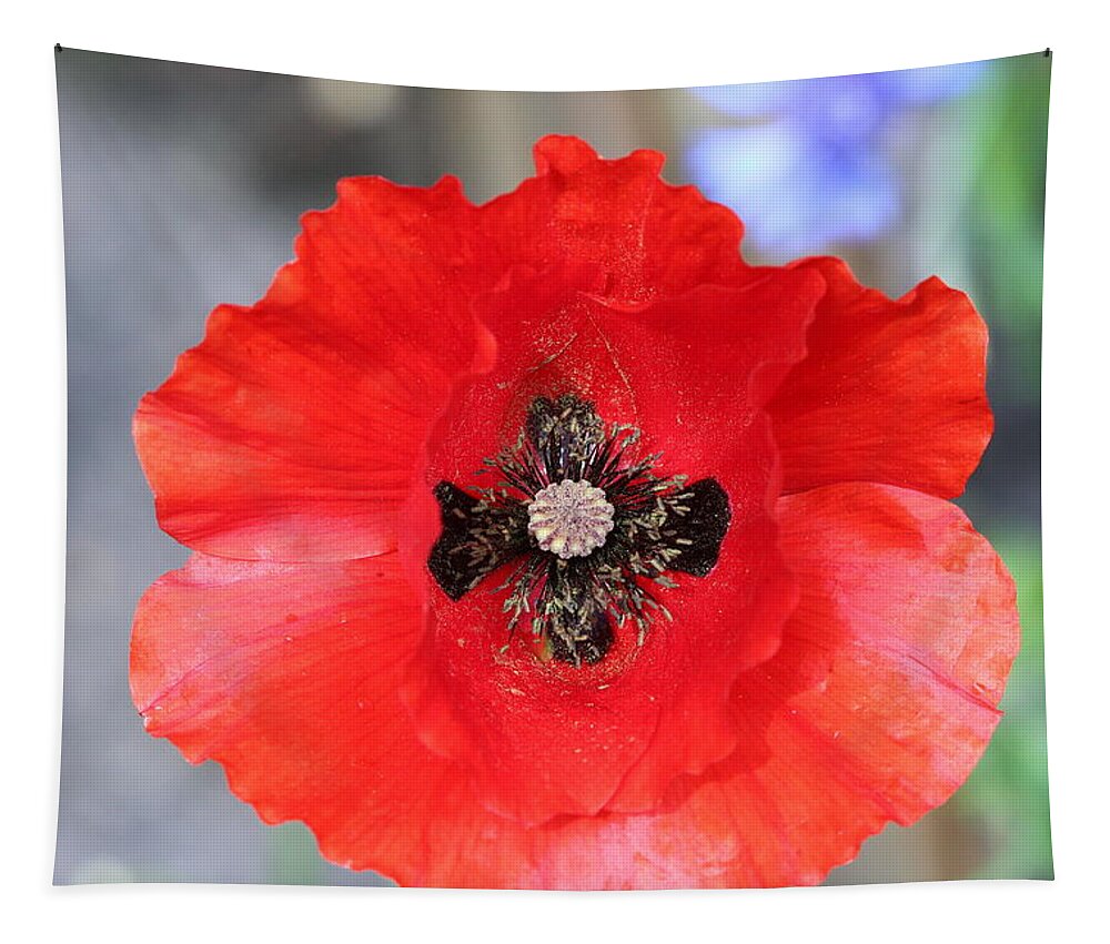 Background Tapestry featuring the photograph Poppy #1 by Tom Conway