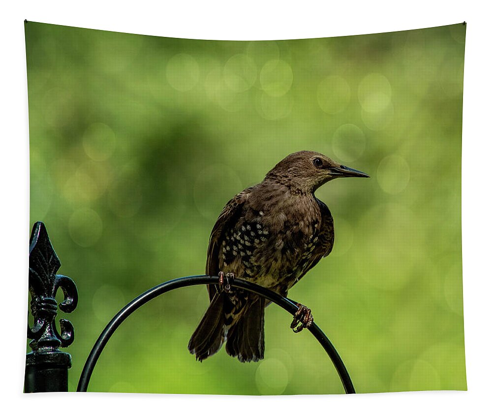 Bird.european Starling Tapestry featuring the photograph Pretty Bird by Cathy Kovarik