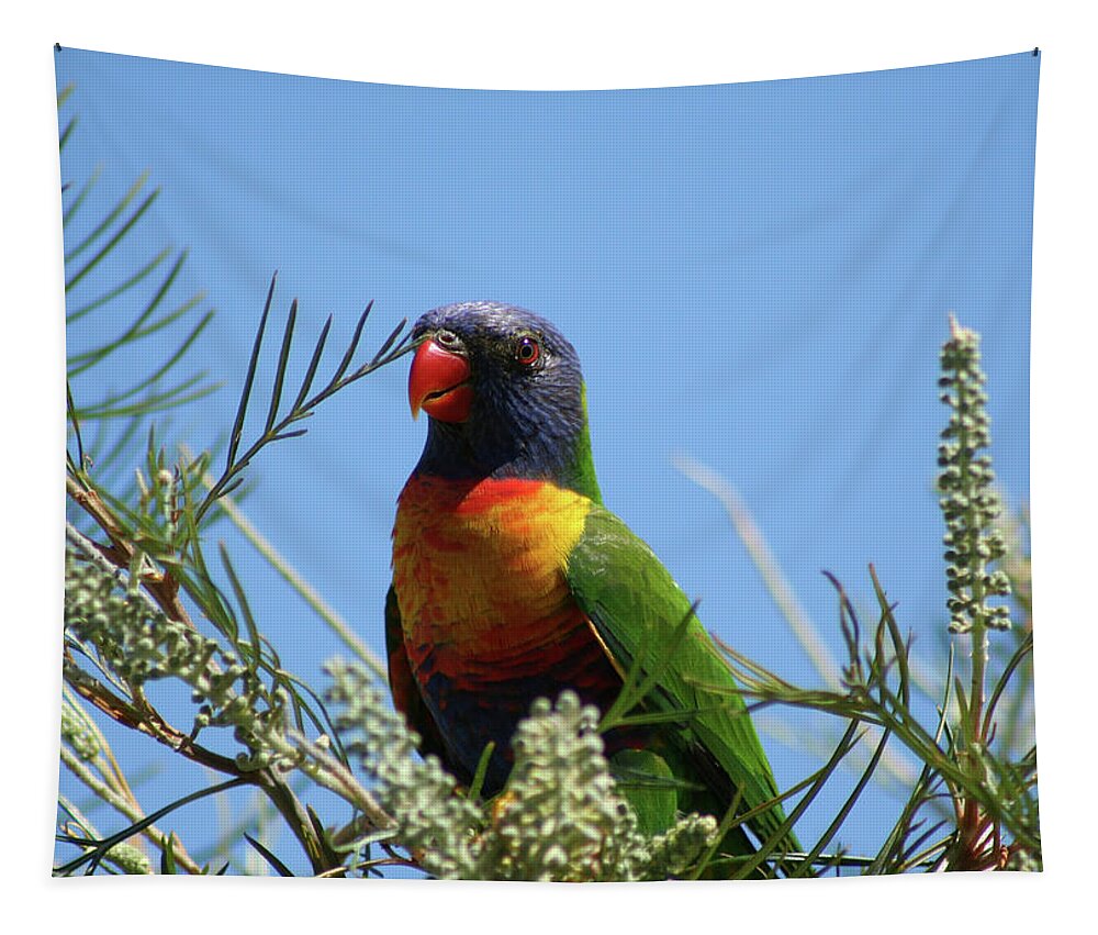 Animals Tapestry featuring the photograph Rainbow Lorikeet perched on a Grevillea #2 by Maryse Jansen