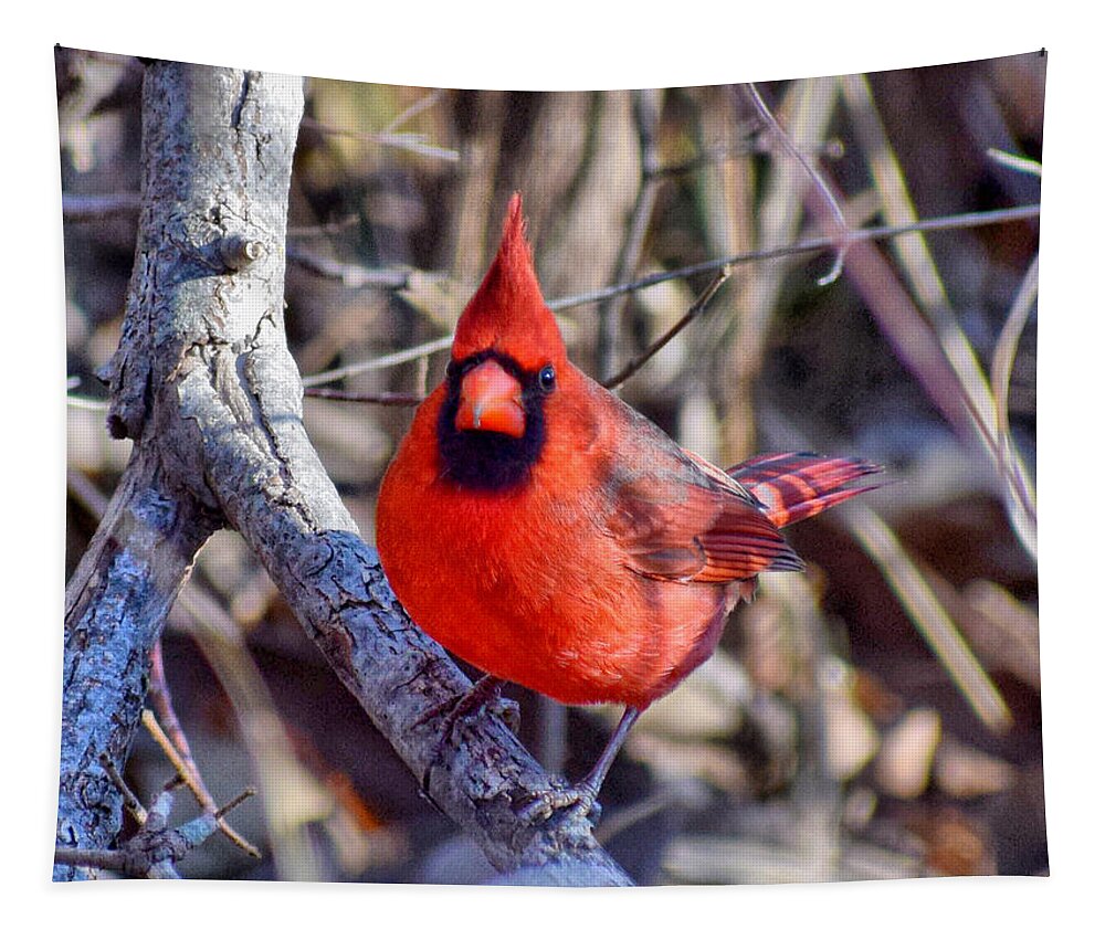 Cardinal Tapestry featuring the photograph Red Cardinal #1 by Anita Streich
