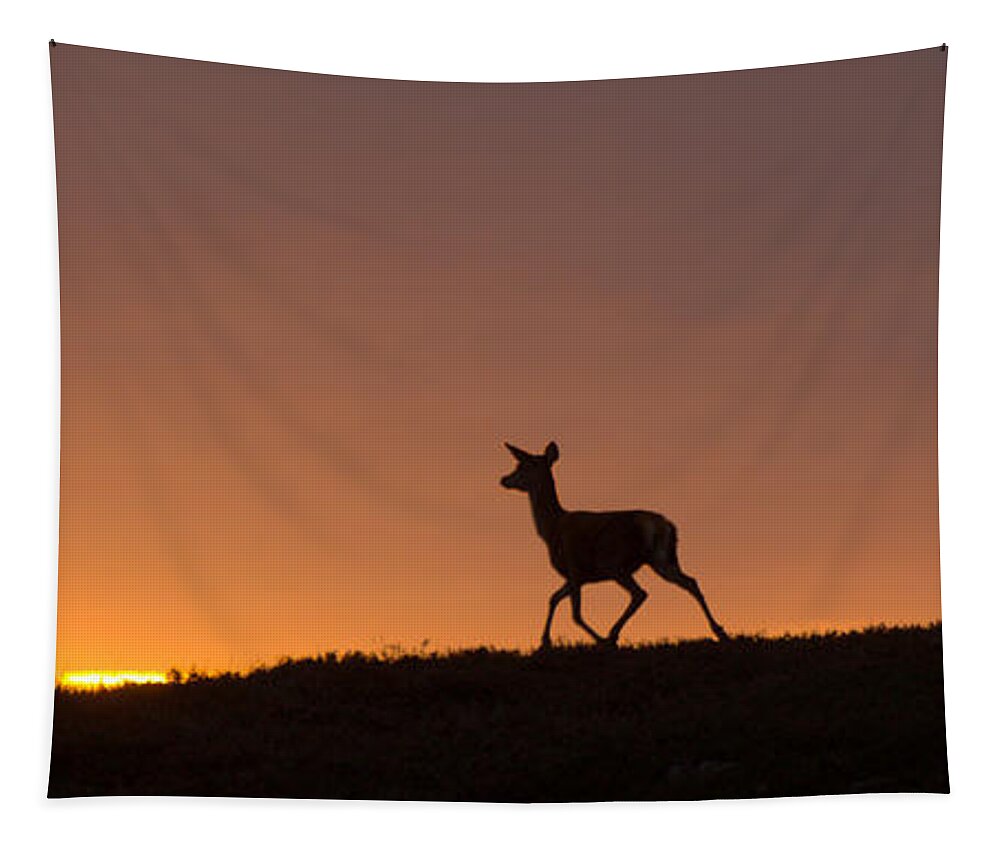Deer Tapestry featuring the photograph Red Deer and the Rising Sun #1 by Gavin MacRae