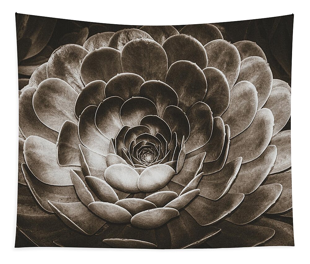 Spiritual Tapestry featuring the photograph Santa Barbara Succulent#18 by Jennifer Wright