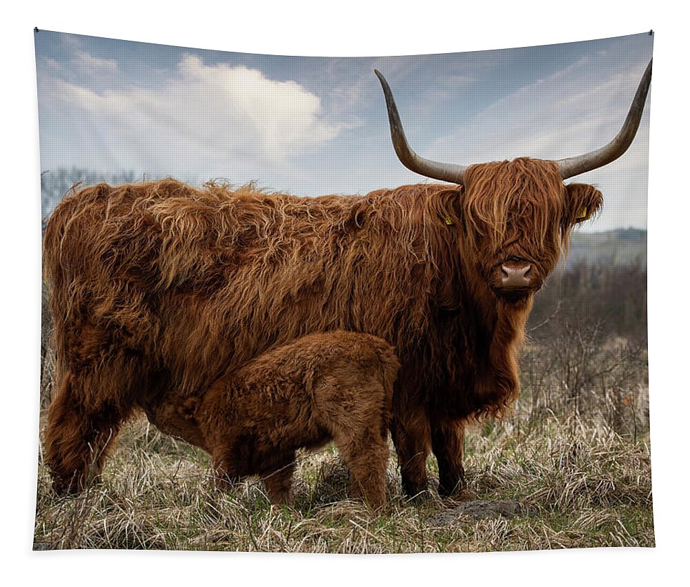 Mammal Tapestry featuring the photograph Scottish Highlander With Calf #1 by Marjolein Van Middelkoop