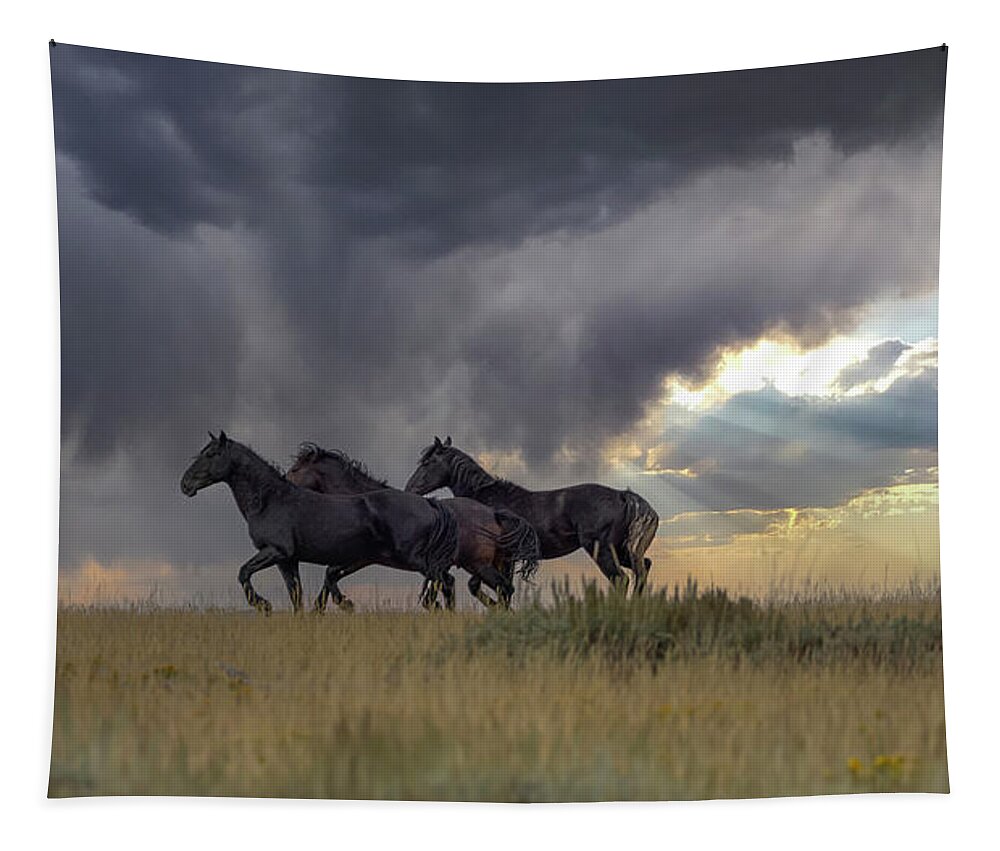 Horse Tapestry featuring the photograph Stallions #1 by Laura Terriere