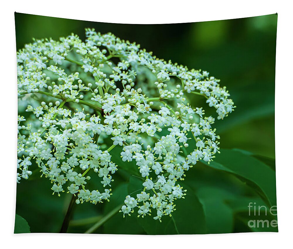 Summer Tapestry featuring the photograph Summer White Flowers #1 by Sandra J's
