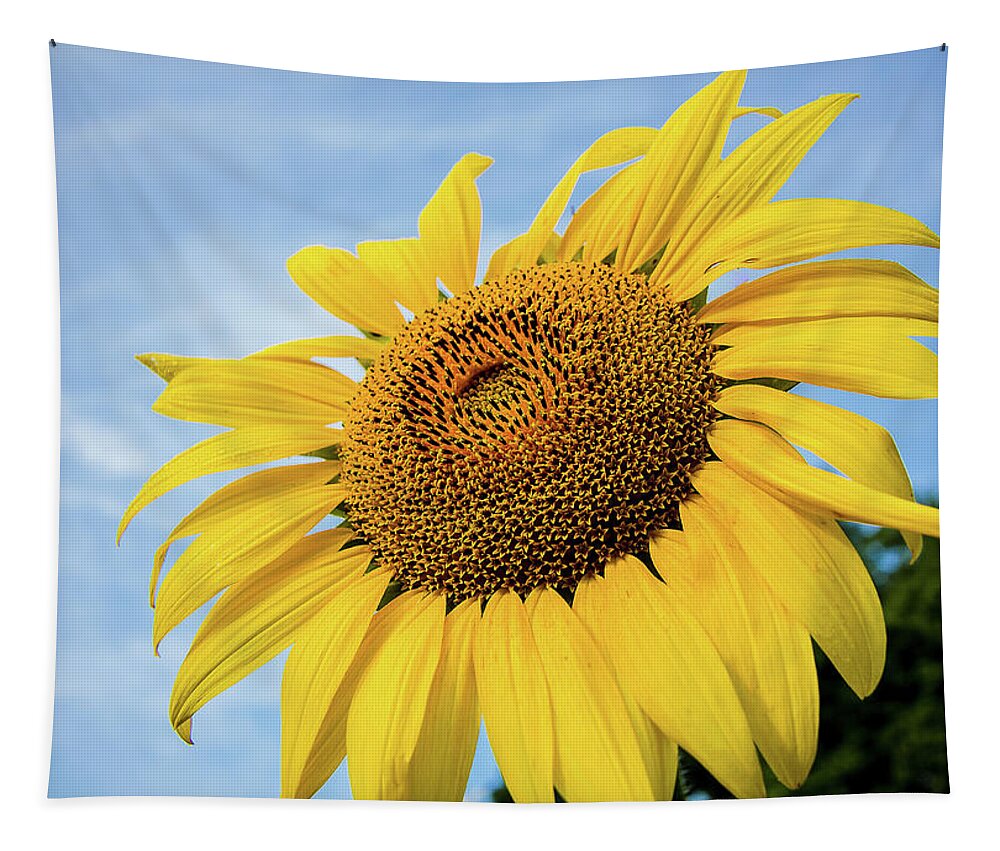 Sunflower Tapestry featuring the photograph Sunflower against blue sky #1 by Robert Miller