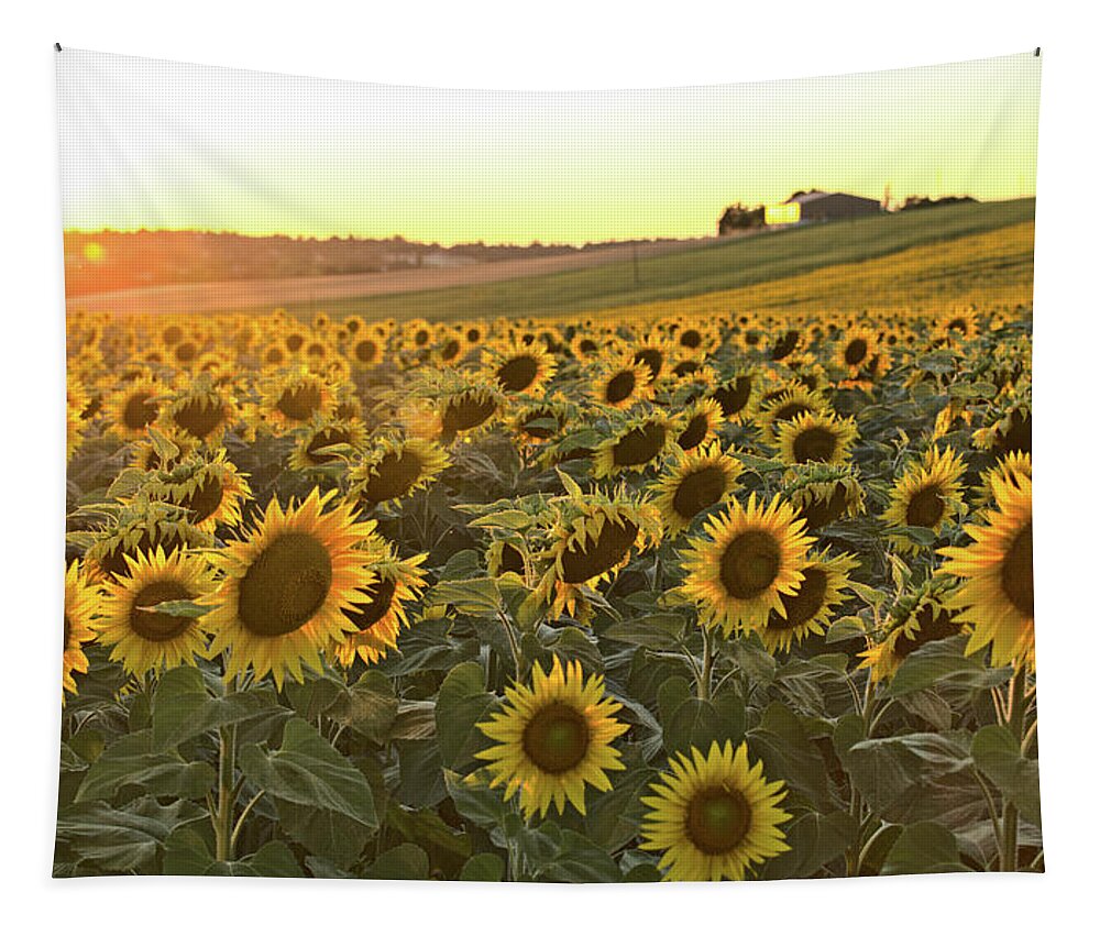 Sunflowers Tapestry featuring the photograph Sunflower field sunset #1 by Sean Hannon