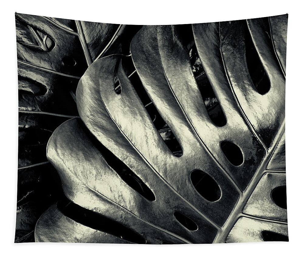 Plant Tapestry featuring the photograph Swiss Cheese Plant in Black and White #1 by John Williams