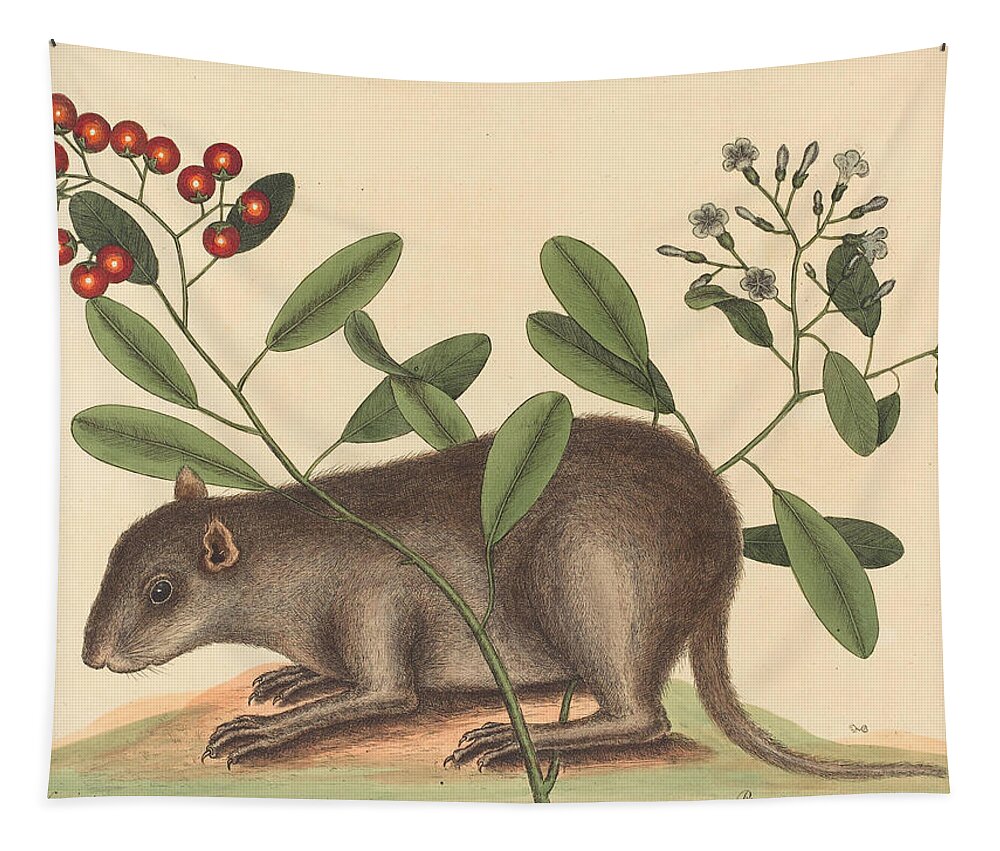 Mark Catesby Tapestry featuring the drawing The Bahama Coney, Mus Monax #2 by Mark Catesby