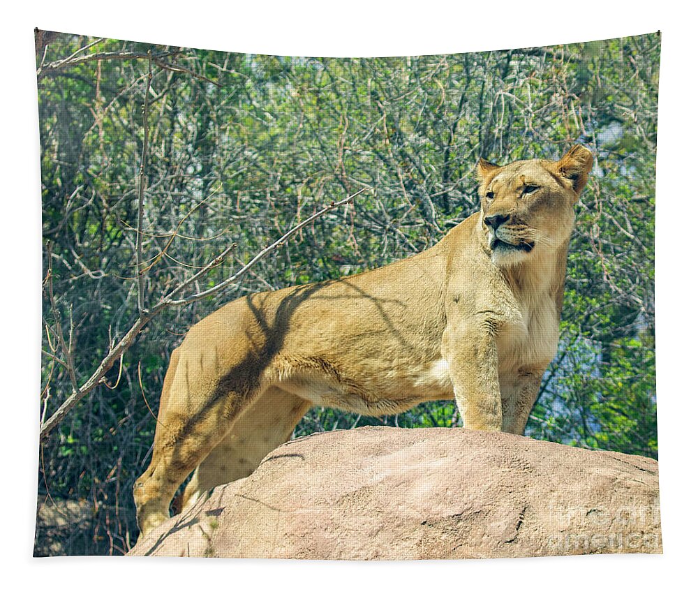 Lion Tapestry featuring the photograph The Lookout #1 by Shirley Dutchkowski