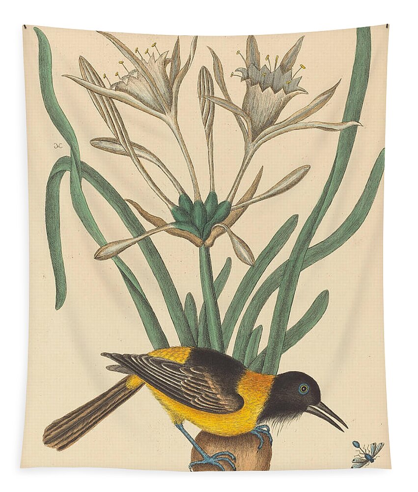 Mark Catesby Tapestry featuring the drawing The Yellow and Black Pye, Oriolus Icterus #2 by Mark Catesby