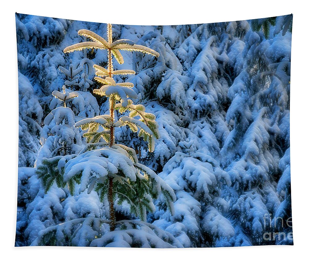Nag005954 Tapestry featuring the photograph Tree of Light #1 by Edmund Nagele FRPS