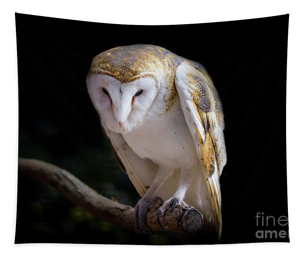 Barn Owl Tapestry featuring the photograph Watching and Waiting #1 by Shirley Dutchkowski