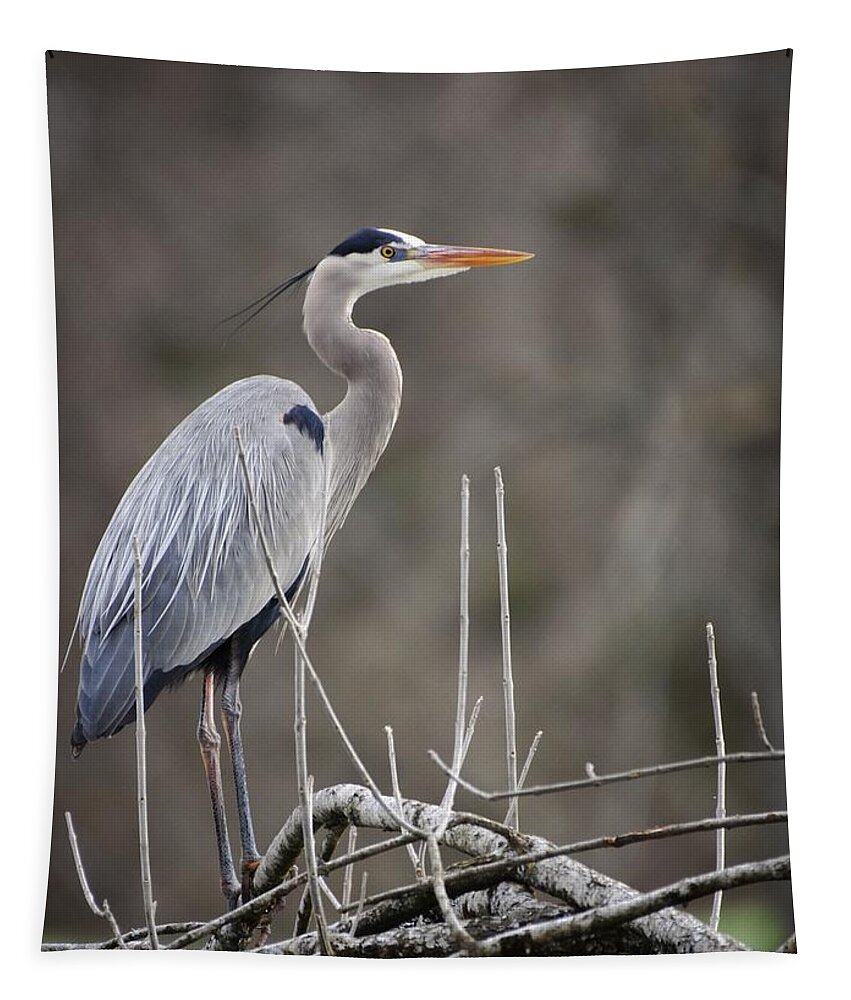 Great Blue Heron Tapestry featuring the photograph Watching by DArcy Evans