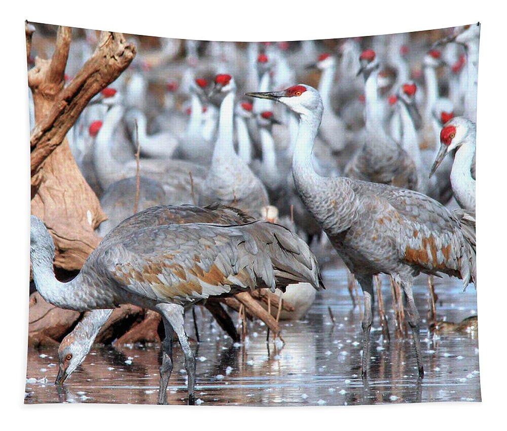 Wildlife Tapestry featuring the photograph Whitewater Draw 2444 by Robert Harris