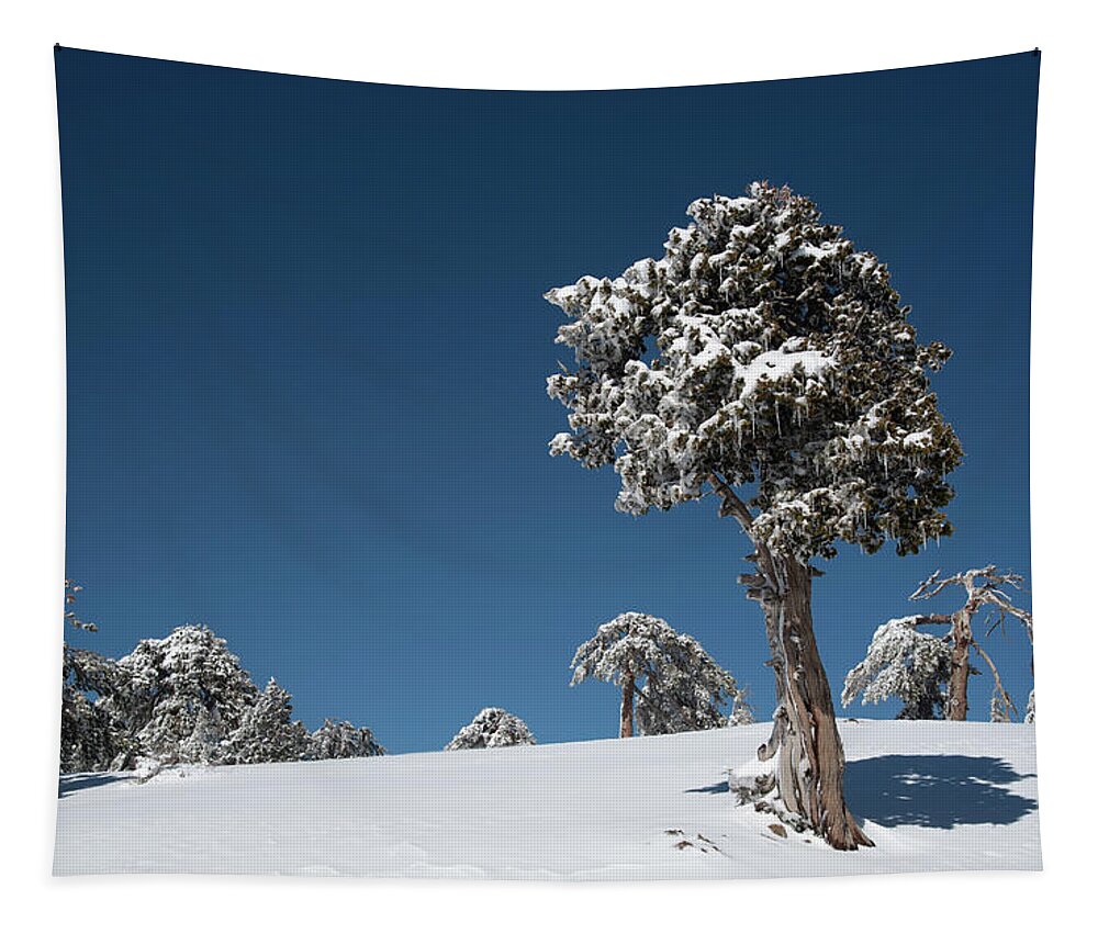 Single Tree Tapestry featuring the photograph Winter landscape in snowy mountains. Frozen snowy lonely fir trees against blue sky. by Michalakis Ppalis