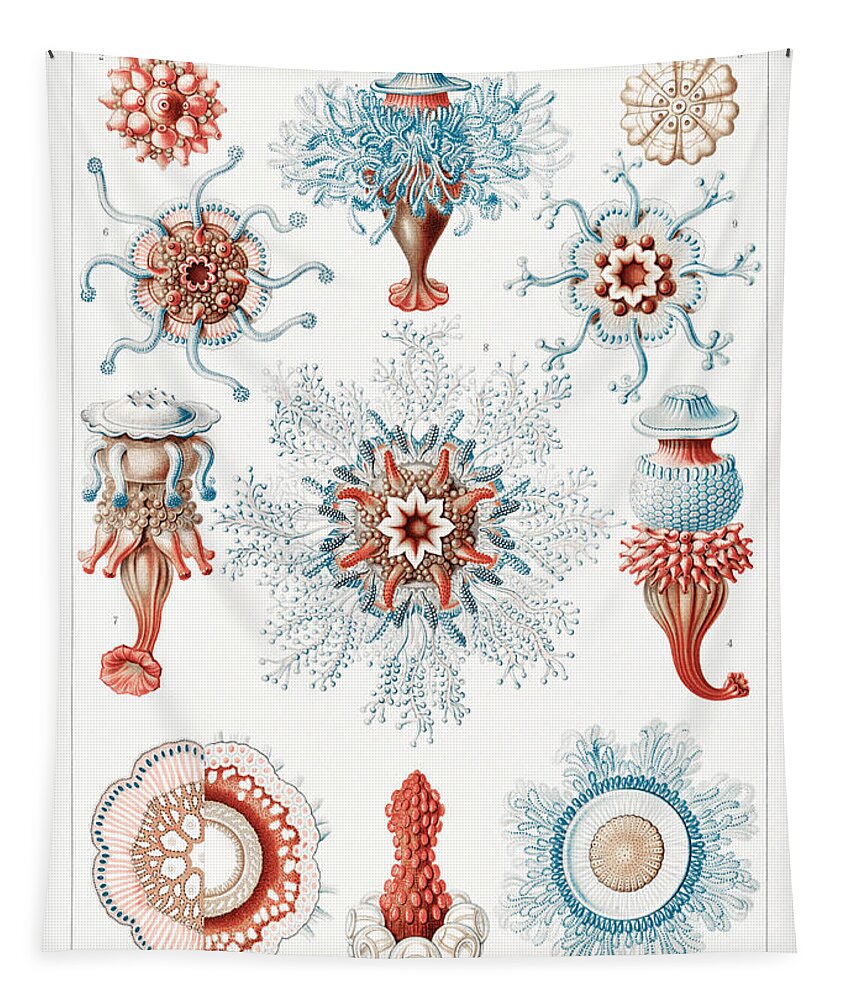 Siphonophorae Tapestry featuring the mixed media Ernst Haeckel Illustrations #11 by World Art Collective