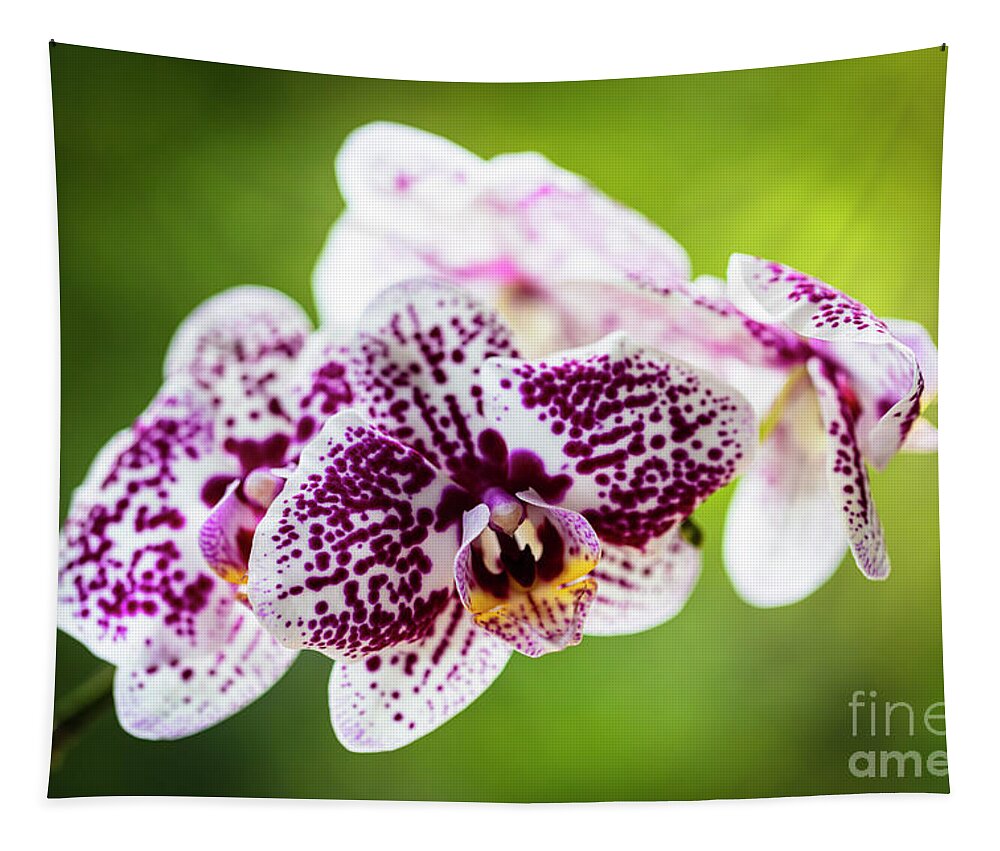 Background Tapestry featuring the photograph Spotted Orchid Flowers #13 by Raul Rodriguez