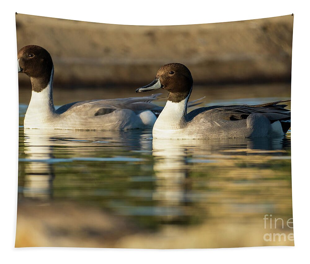 North America Tapestry featuring the photograph Northern Pintail Anas acuta Costa Ballena Cadiz #14 by Pablo Avanzini