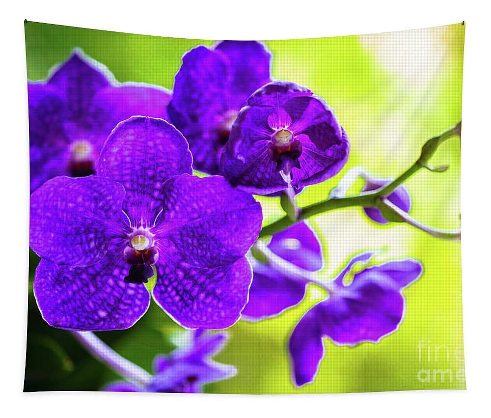 Background Tapestry featuring the photograph Purple Orchid Flowers #15 by Raul Rodriguez