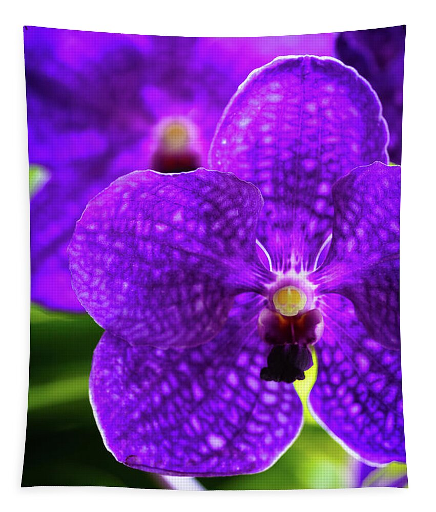 Background Tapestry featuring the photograph Purple Orchid Flowers #17 by Raul Rodriguez