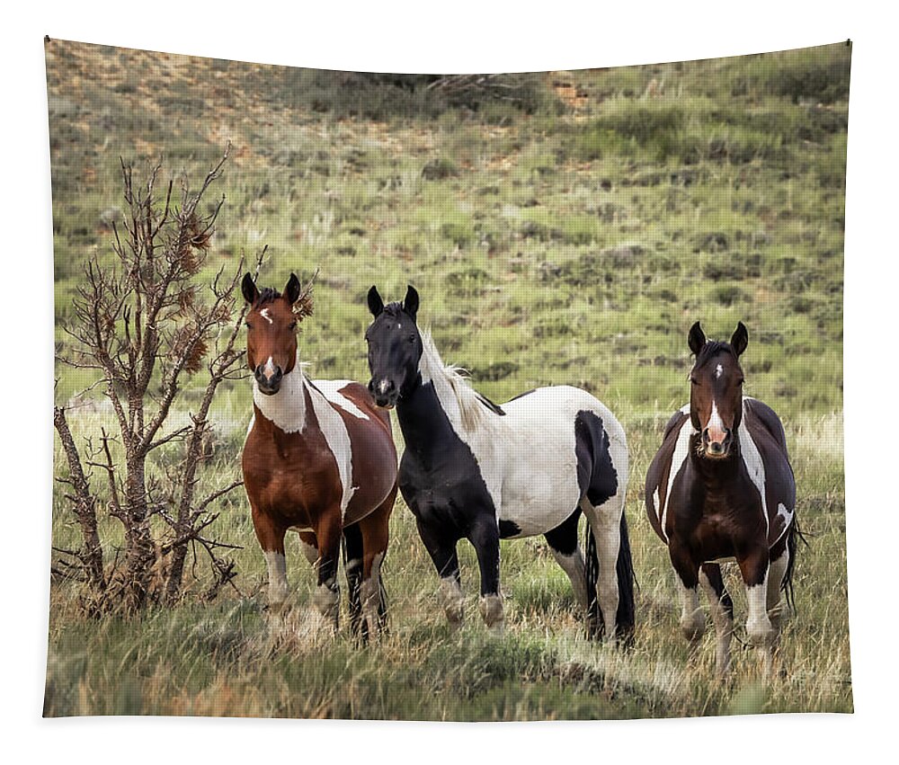 Horse Tapestry featuring the photograph Wild Horses #17 by Laura Terriere