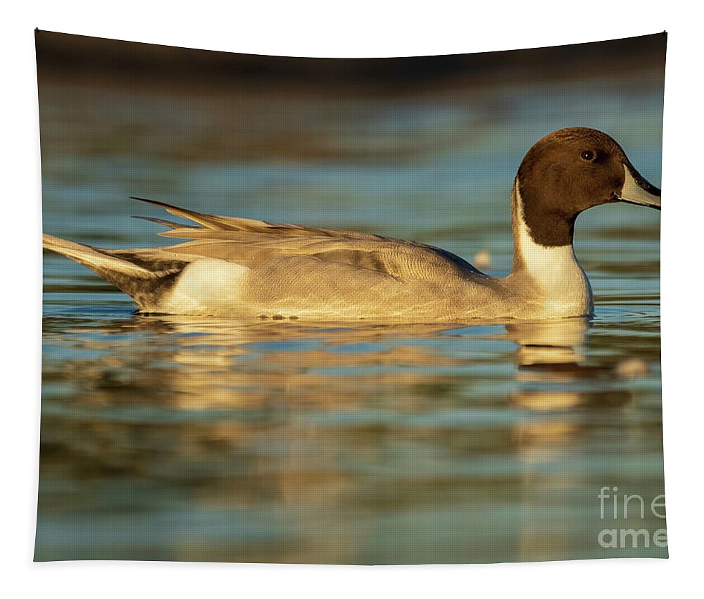 North America Tapestry featuring the photograph Northern Pintail Anas acuta Costa Ballena Cadiz #18 by Pablo Avanzini