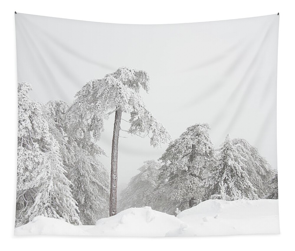 Frozen Tapestry featuring the photograph Forest landscape in snowy mountains. Snowstorm and frozen snow covered fir trees in winter season. #1 by Michalakis Ppalis