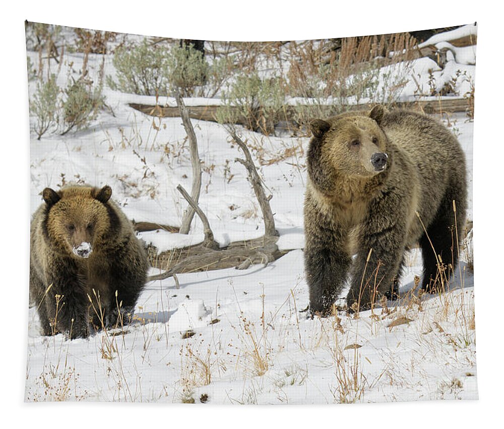 Yellowstone Tapestry featuring the photograph Grizzly Sow and Cub #2 by Patrick Nowotny