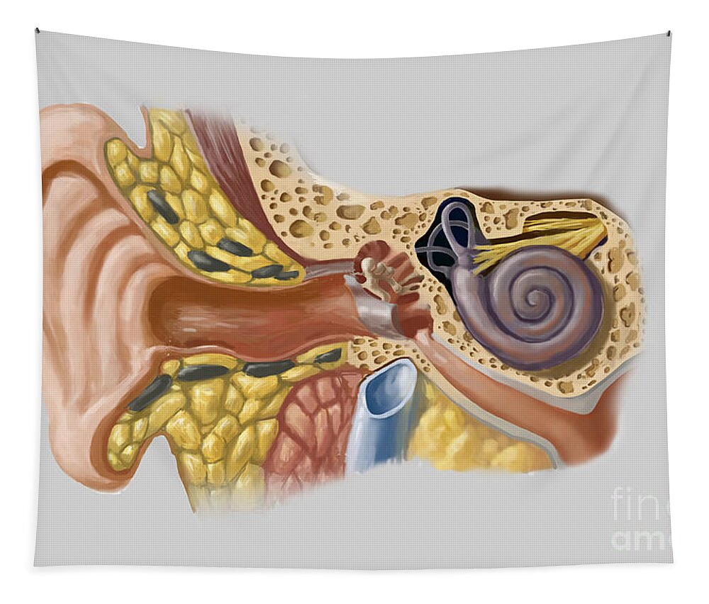 Anatomy Tapestry featuring the photograph Human Ear #2 by Spencer Sutton