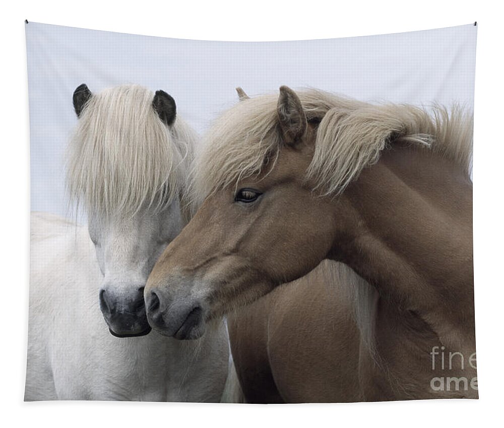 Affection Tapestry featuring the photograph Icelandic Horses #1 by John Daniels