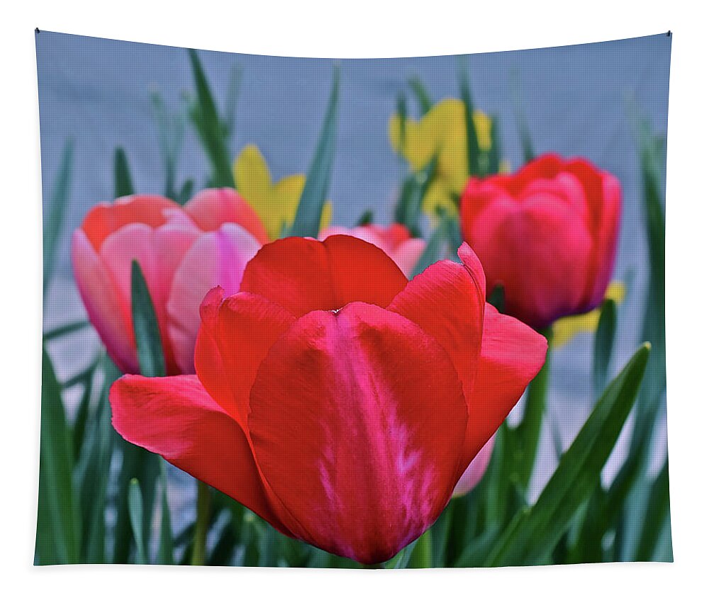 Tulips Tapestry featuring the photograph 2020 Acewood Tulips Welcome by Janis Senungetuk