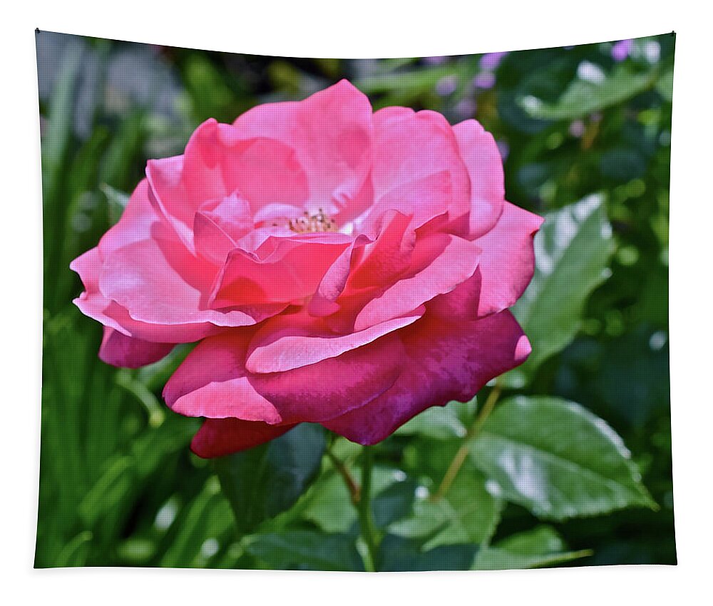 Rose Tapestry featuring the photograph 2020 Mid June Garden Rose by Janis Senungetuk