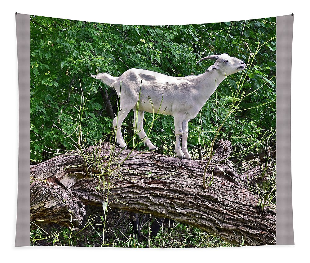 Goat Tapestry featuring the photograph 2021 Backyard Goats 2 by Janis Senungetuk