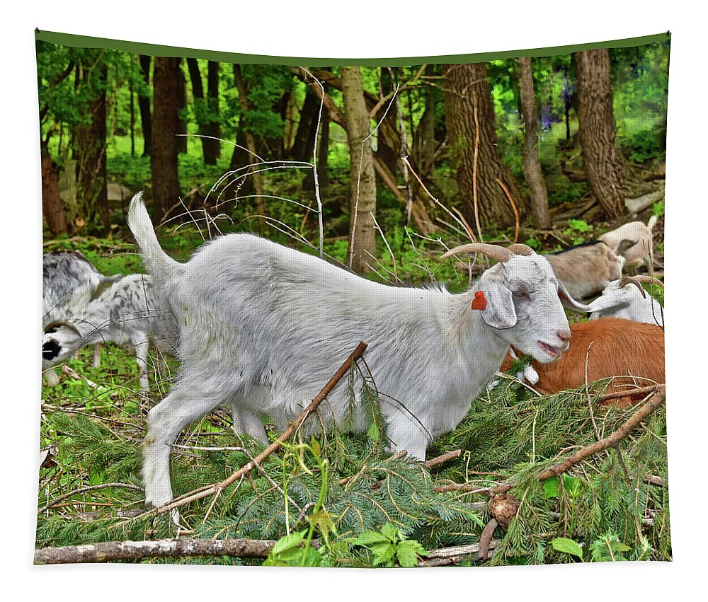 Goats Tapestry featuring the photograph 2022 Acewood Basin Goat Maintenance Crew by Janis Senungetuk