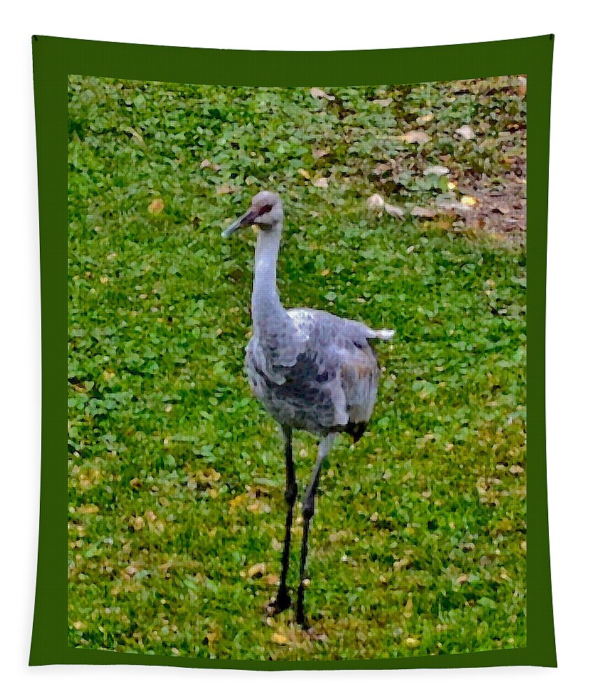 Sandhill Crane Tapestry featuring the photograph 2022 Mid-October at Acewood Basin Colt by Janis Senungetuk